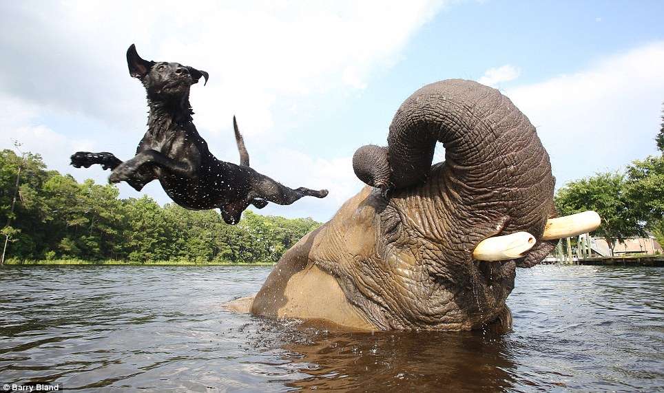Bubbles, a rescued orphan elephant, picks up a ball with her trunk to tease Bella the labrador who dives off her back into water as part of their favourite game