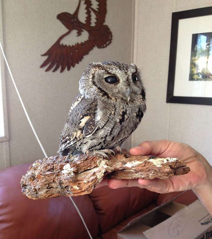 rescued-blind-owl-zeus-8