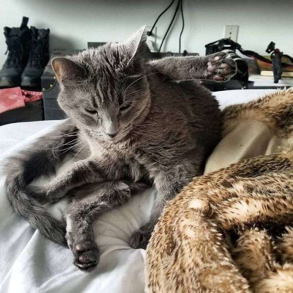 Cat portrait casual