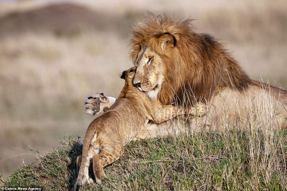 Sabine Bernert added: 'I especially love the moment when the male lion is hugging the cub softly. The contrast between his brute strength and his gentleness, the huge size of his paw very softly holding the little cub'