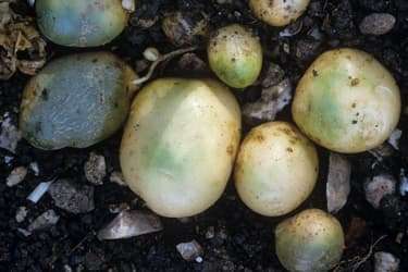 1800ss_sciencesource_rm_green_potatoes.jpg?resize=375px:250px&output-quality=50