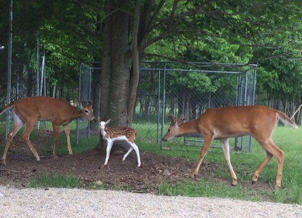 Baby Deer Becomes A Star befriends others