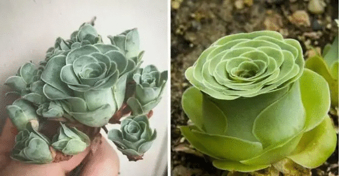 19 Weird Succulents That Look like They’re from Sci-Fi Movies. They’re Real!