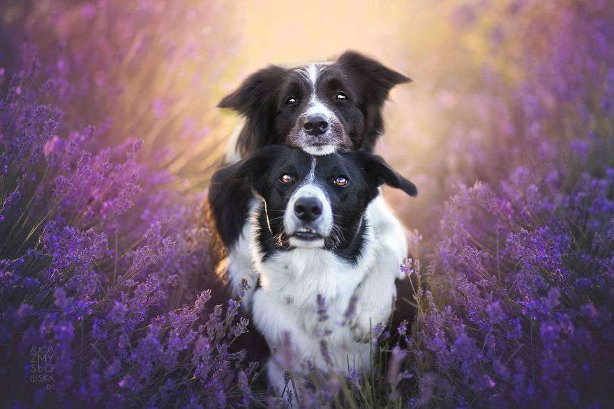 dogs-lavender-garden003