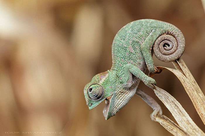 baby-chameleon001