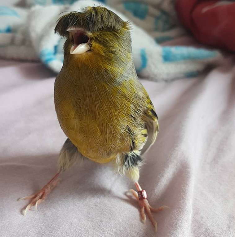 The Canary With A Bowl Feather Chirping