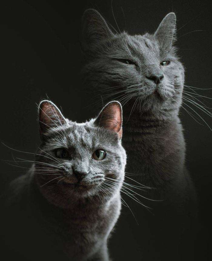 Cat portrait double exposure of various moods