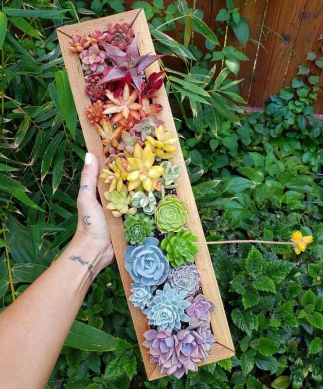 These Succulent Compositions Look like They Were Painted by an Artist