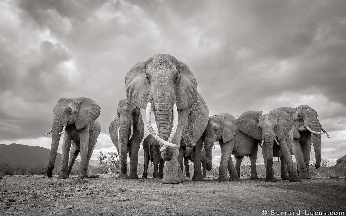 Land of Giants by Will Burrard-Lucas