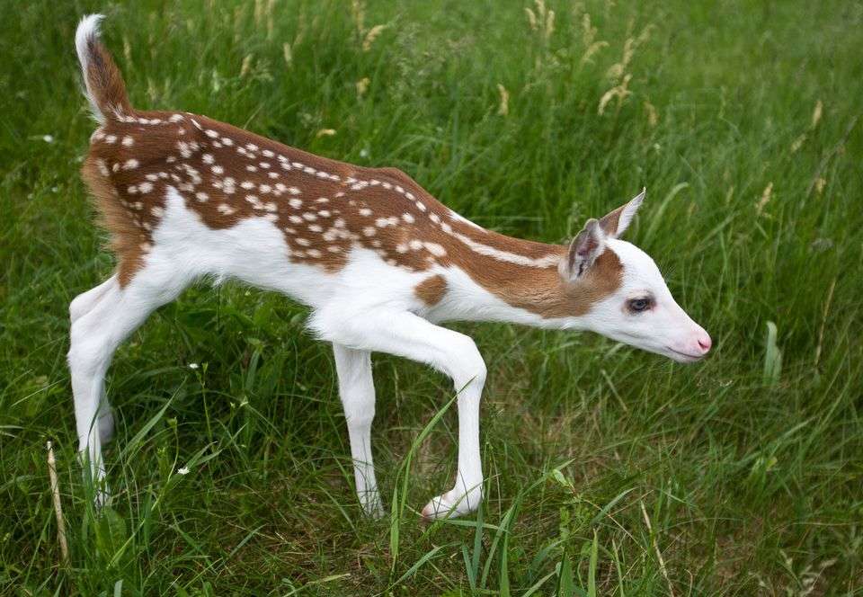 Baby Deer Becomes A Star
