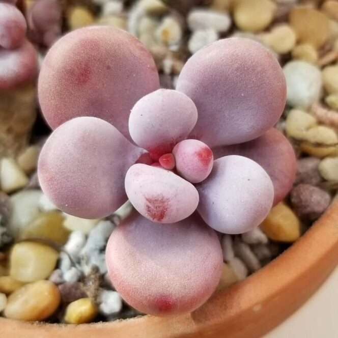 Pink Succulents Look like Cheeks Powdered Pink. A Great Gift for Princesses of All Ages!