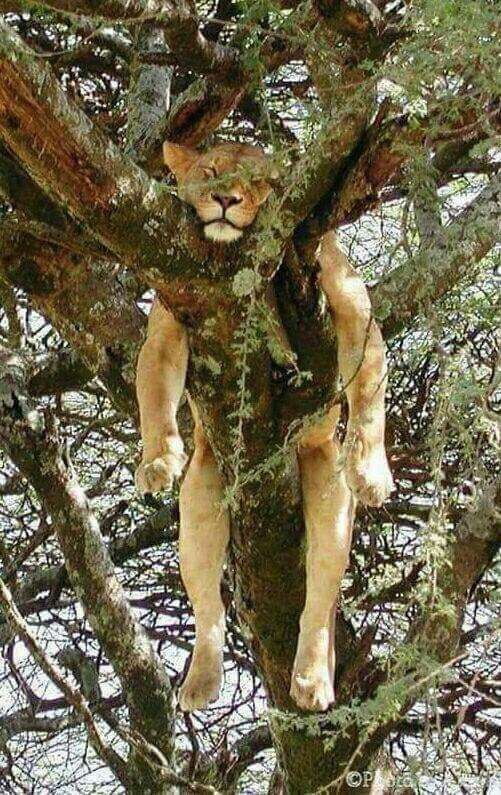 large lioness passed out in a tree like an exhausted house cat