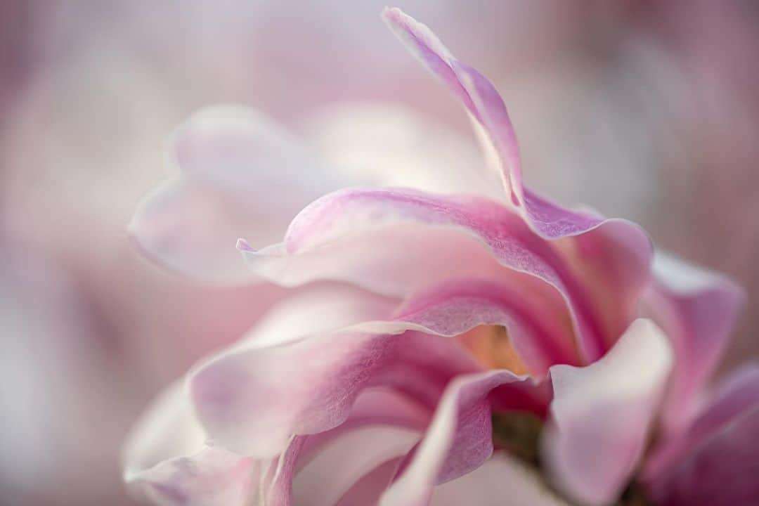 Remarkable Macro and Nature Photography by Helen Tran