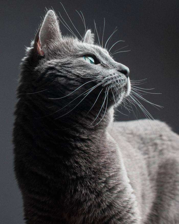 Cat profile portrait with perfect lighting