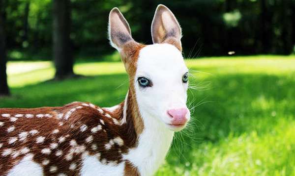 Baby Deer Becomes A Star And Plays