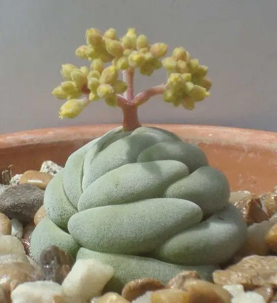 19 Weird Succulents That Look like They’re from Sci-Fi Movies. They’re Real!