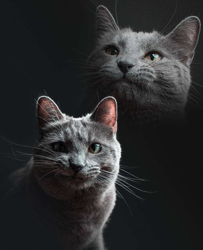 photographed cat portrait with multiple exposures for different moods