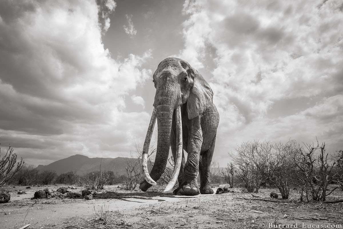 Photos of Elephants in Africa
