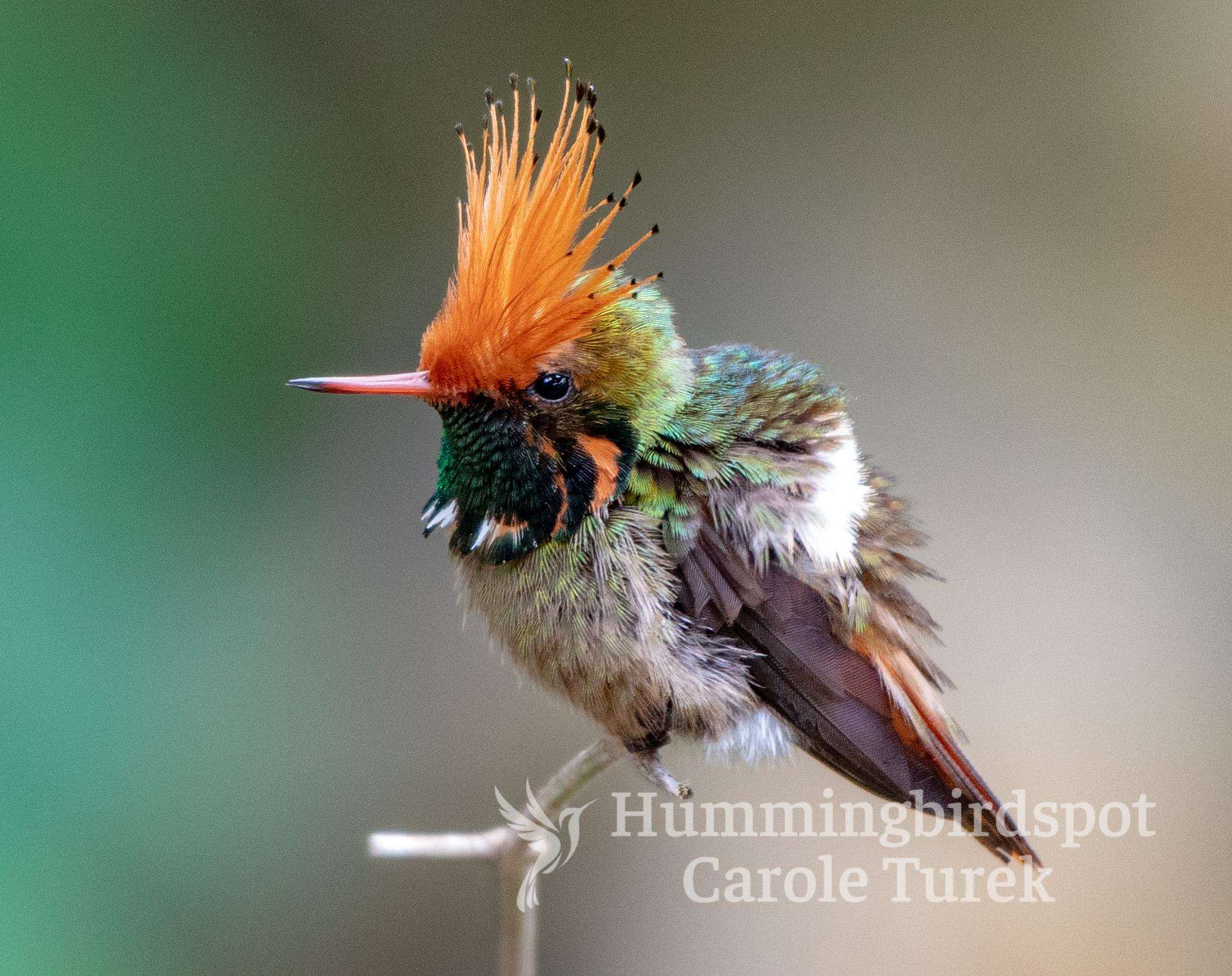 Rufous-crested Coquette, photographed in Peru : aww