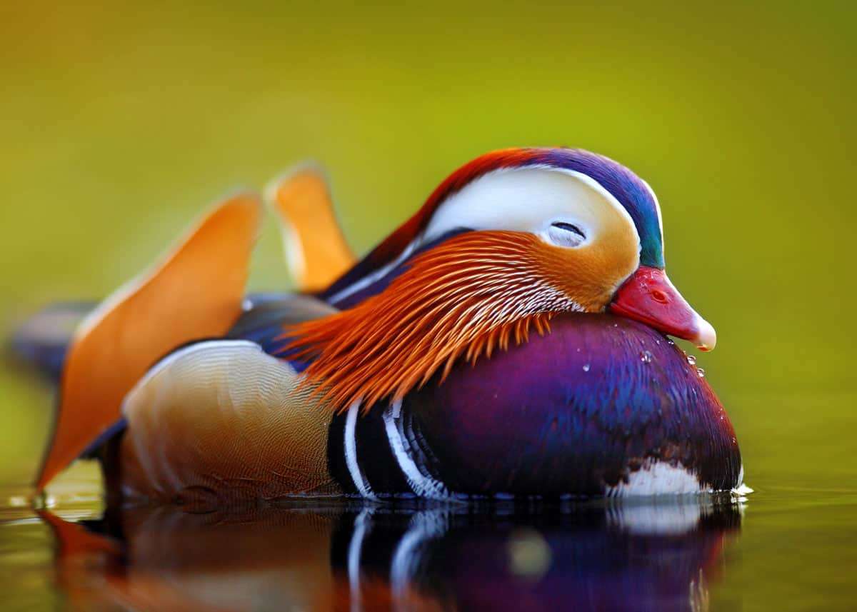 27 Mandarin Duck Facts You Need to Know | JustBirding.com
