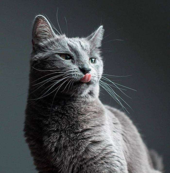 Cat portrait sticks out tongue