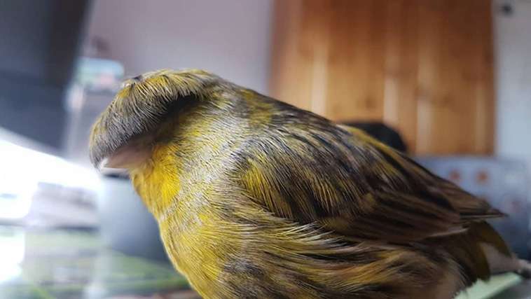 The Canary With A Bowl Feather Captured