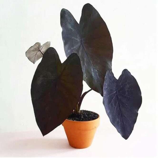 Colocasia Esculenta ‘Black Magic’ – an Exotic Plant With Edible Bulbs