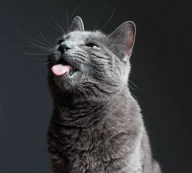 Cat portrait with sticking the tongue out