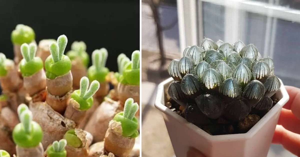 Суккуленты, которые выглядят так, будто они из научно-фантастических ...