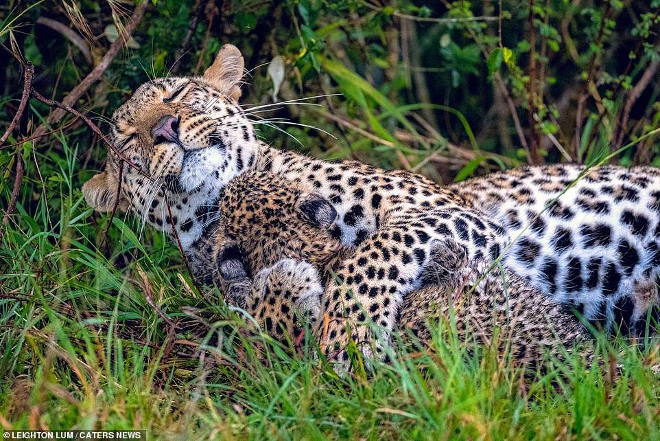 A mother leopard appeared to beam from ear to ear as she and her cub snuggled together after waking up from a nap in Kenya
