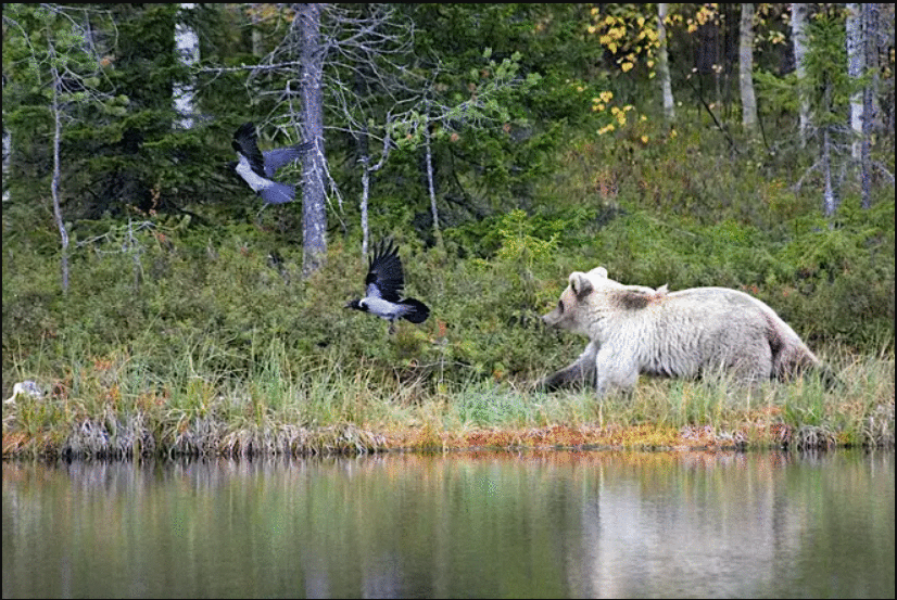 White Bear Photographed Hunting
