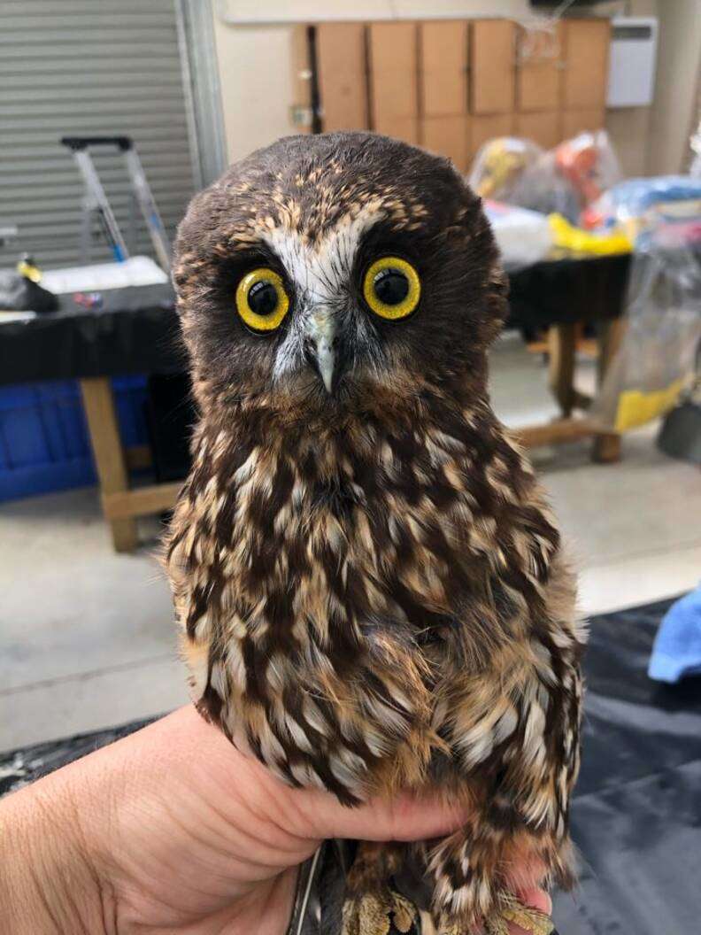 This Little Rescue Owl Needed A Bath, And The Photos Are Adorable - The Dodo