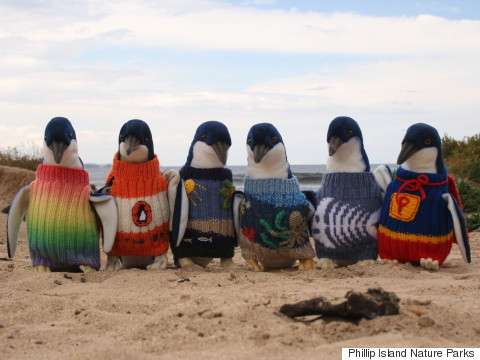 penguins in tiny sweaters