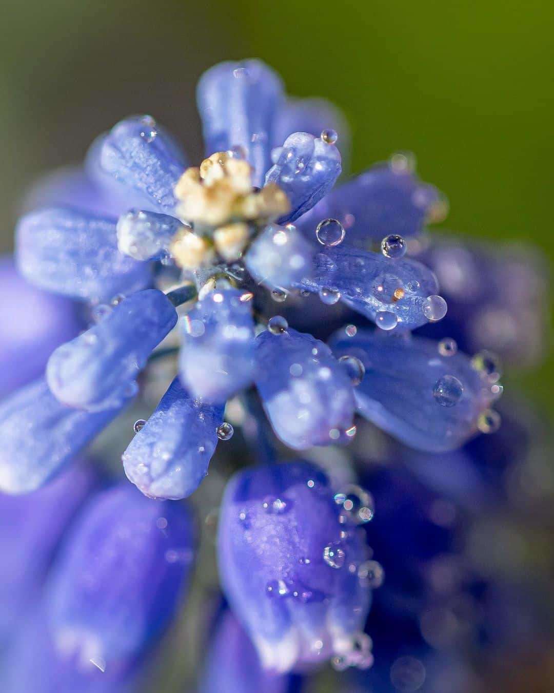 Remarkable Macro and Nature Photography by Helen Tran