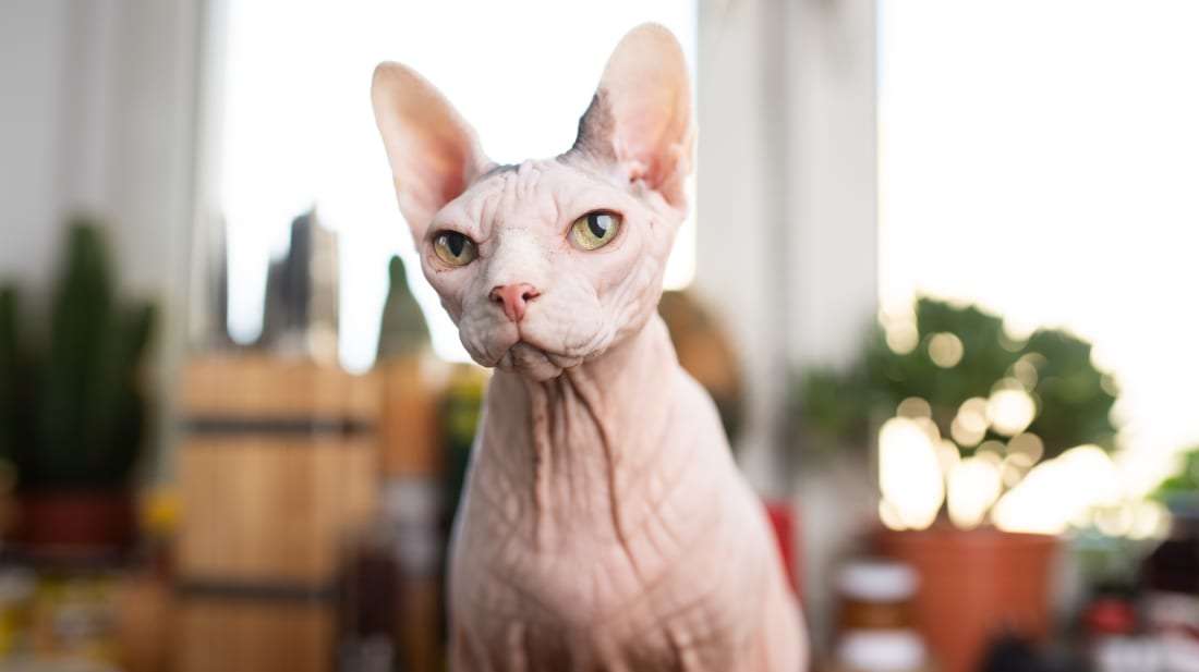 This Sphynx has seen some stuff.