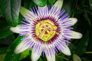 1800ss_getty_rf_passionflower.jpg?resize=375px:250px&output-quality=50