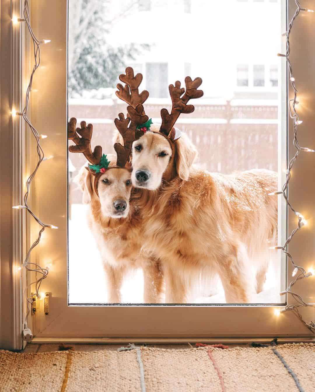 Extremely Adorable Christmas-Themed Photos of Lizzie and Ally