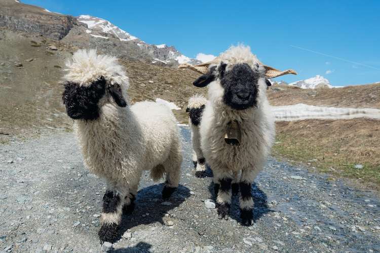 Two Blacknose Sheep in Switzerland