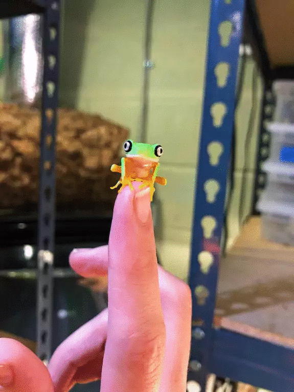 27 Tiny Animals that Could Easily Fit in the Palm of Your Hand