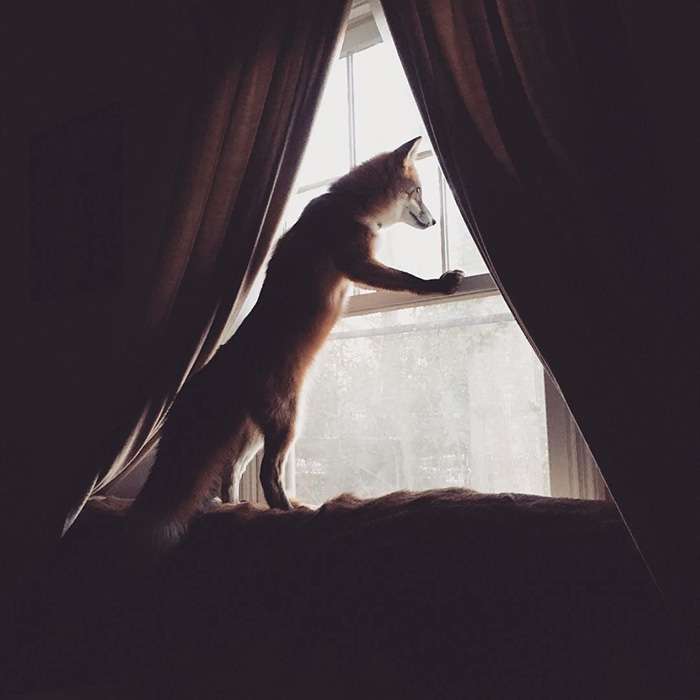 juniper-fox-happiest-instagram-6