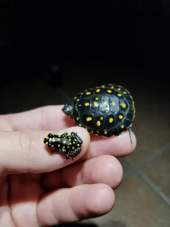 27 Tiny Animals that Could Easily Fit in the Palm of Your Hand