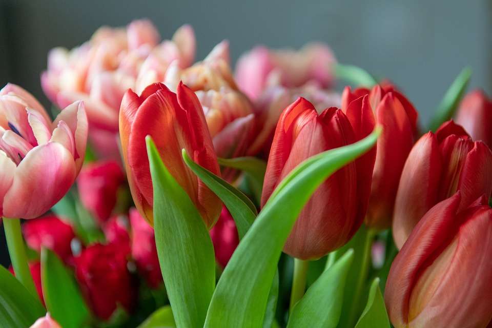 plantas-cultivar-agua-hierbas-crecen-tulipan