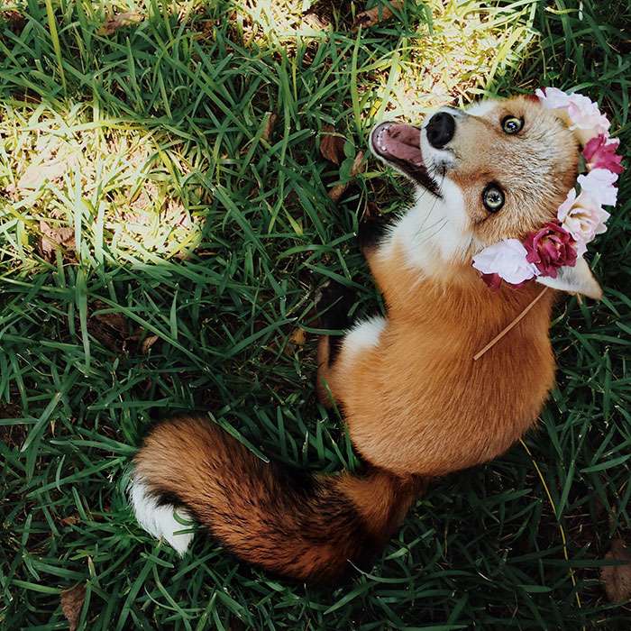 juniper-fox-happiest-instagram-37