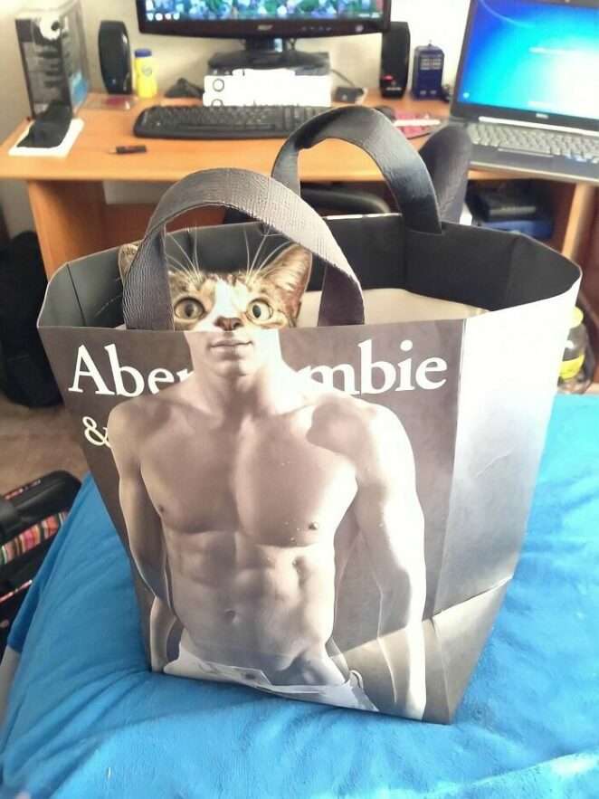 21 Hilarious Cat Photos That Will Make You Instantly Want a Furry Pet