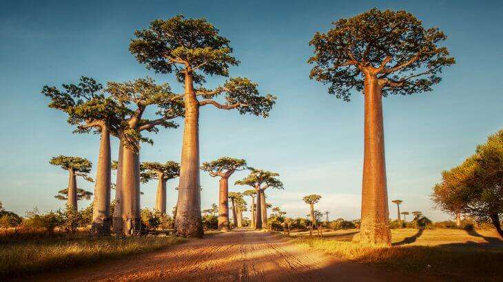 arboles baobab