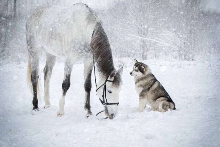 friendship between horse malamute