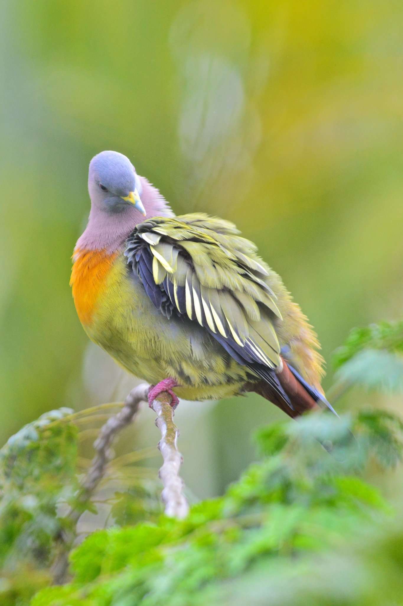 Pink-necked Green Pigeon – AZ Birds