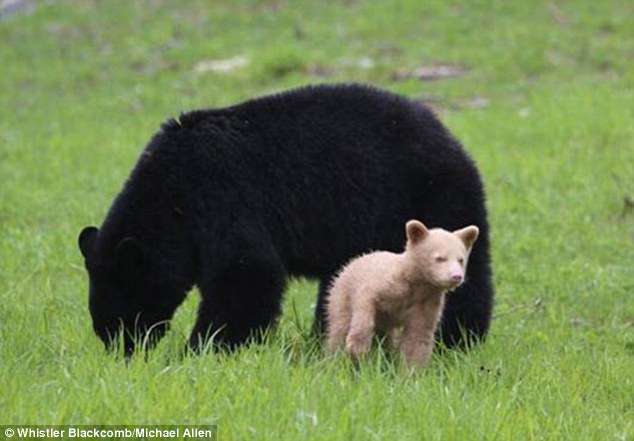 This black bear cub with cream-coloured fur was recently spotted on a mountain in British Columbia