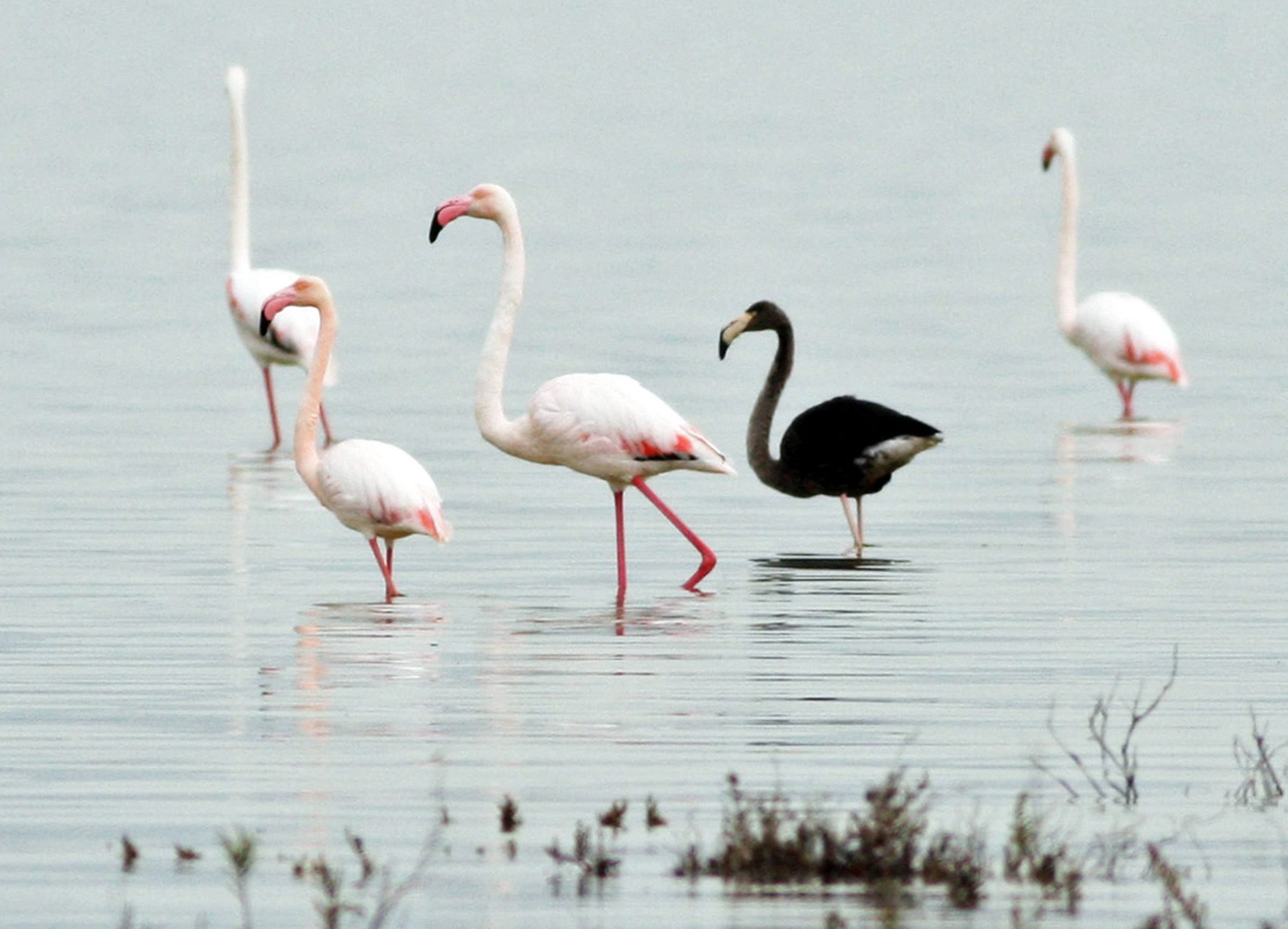 Rare Black Flamingo Ruffles Feathers in Cyprus