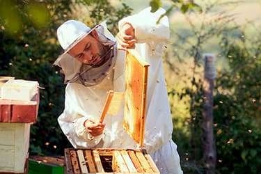 493ss_thinkstock_rf_bee_keeper_collecting_honey.jpg?resize=375px:250px&output-quality=50